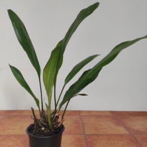 Stanhopea 'Ruckeri Cinnamon' - Sem Flor