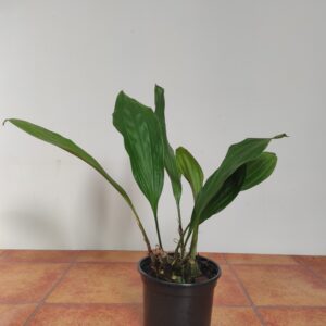Stanhopea Ecornuta - Sem flor