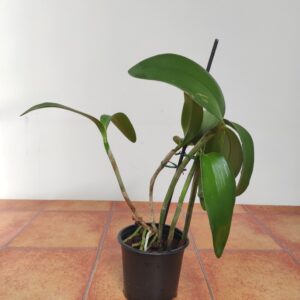 Cattleya Intermedia F. Orlata Rio - Sem flor