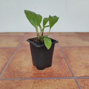 Stanhopea Grandiflora - Sem Flor