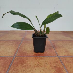 Stanhopea Herndandezii - Sem Flor