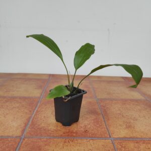 Stanhopea Costaricensis - Sem Flor