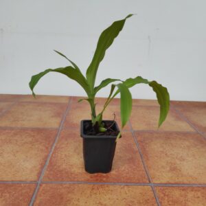 Stanhopea Garfield - Sem Flor