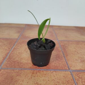 Bulbophyllum Maxillare - Sem Flor