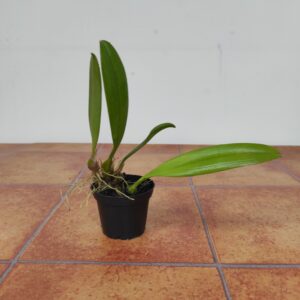 Bulbophyllum Mastersianum - Sem flor