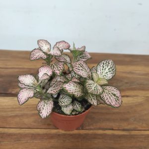 Fittonia V.8