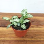 Fittonia V.8