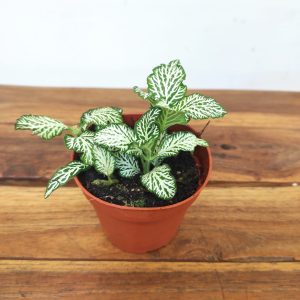Fittonia V.8