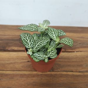 Fittonia V.8