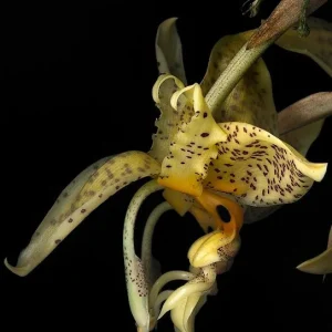 Stanhopea Costaricensis - Sem Flor