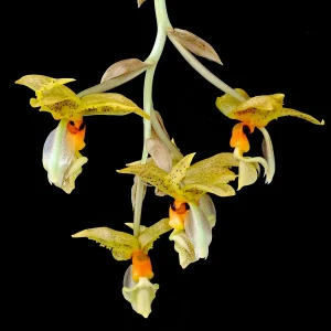 Stanhopea Wardii - Sem flor