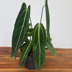 Anthurium Warocqueanum