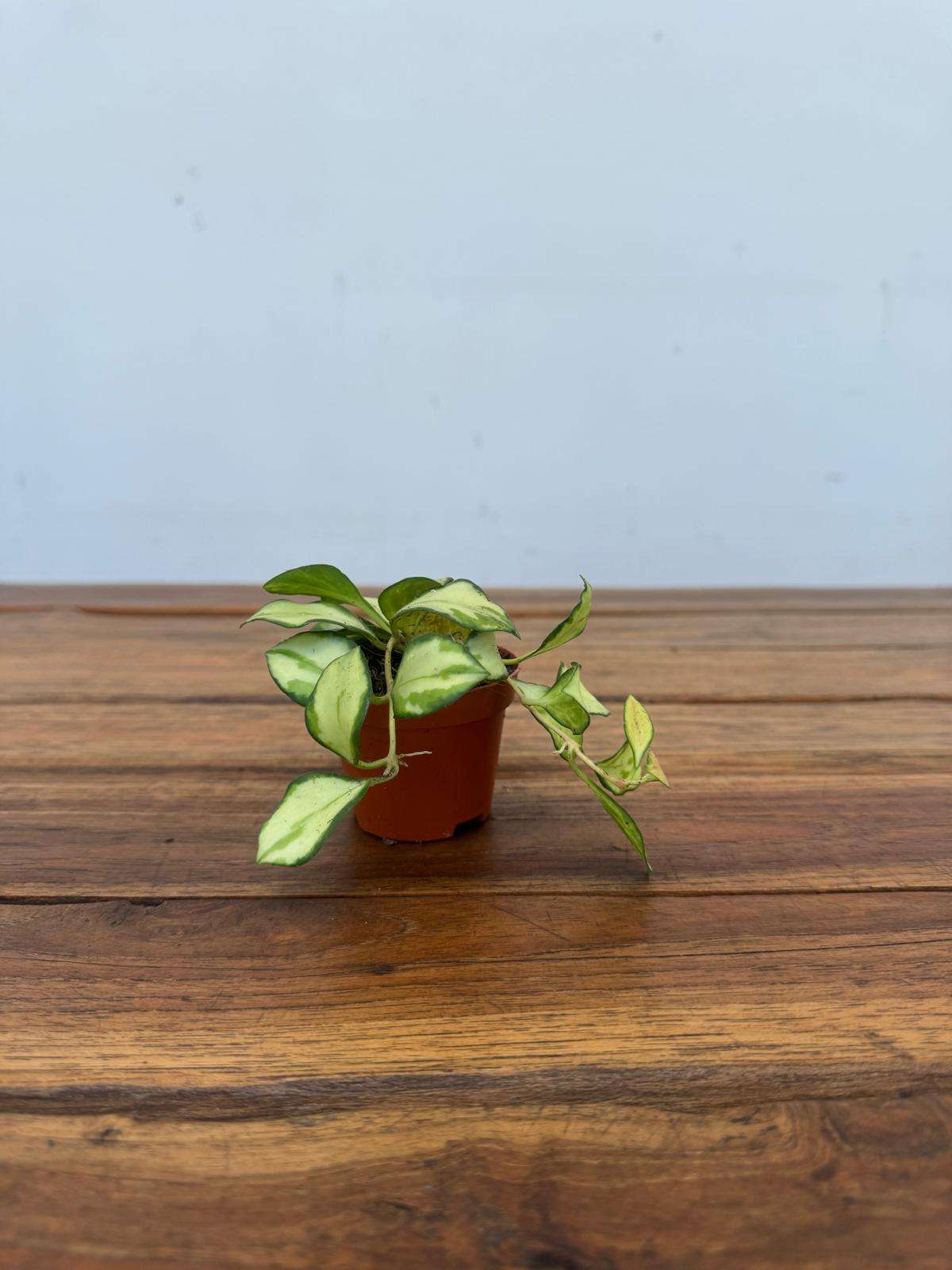 Hoya Keusckeliana Variegata - V.6 - Image 2