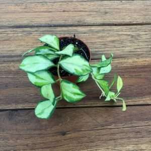 Hoya Keusckeliana Variegata - V.6