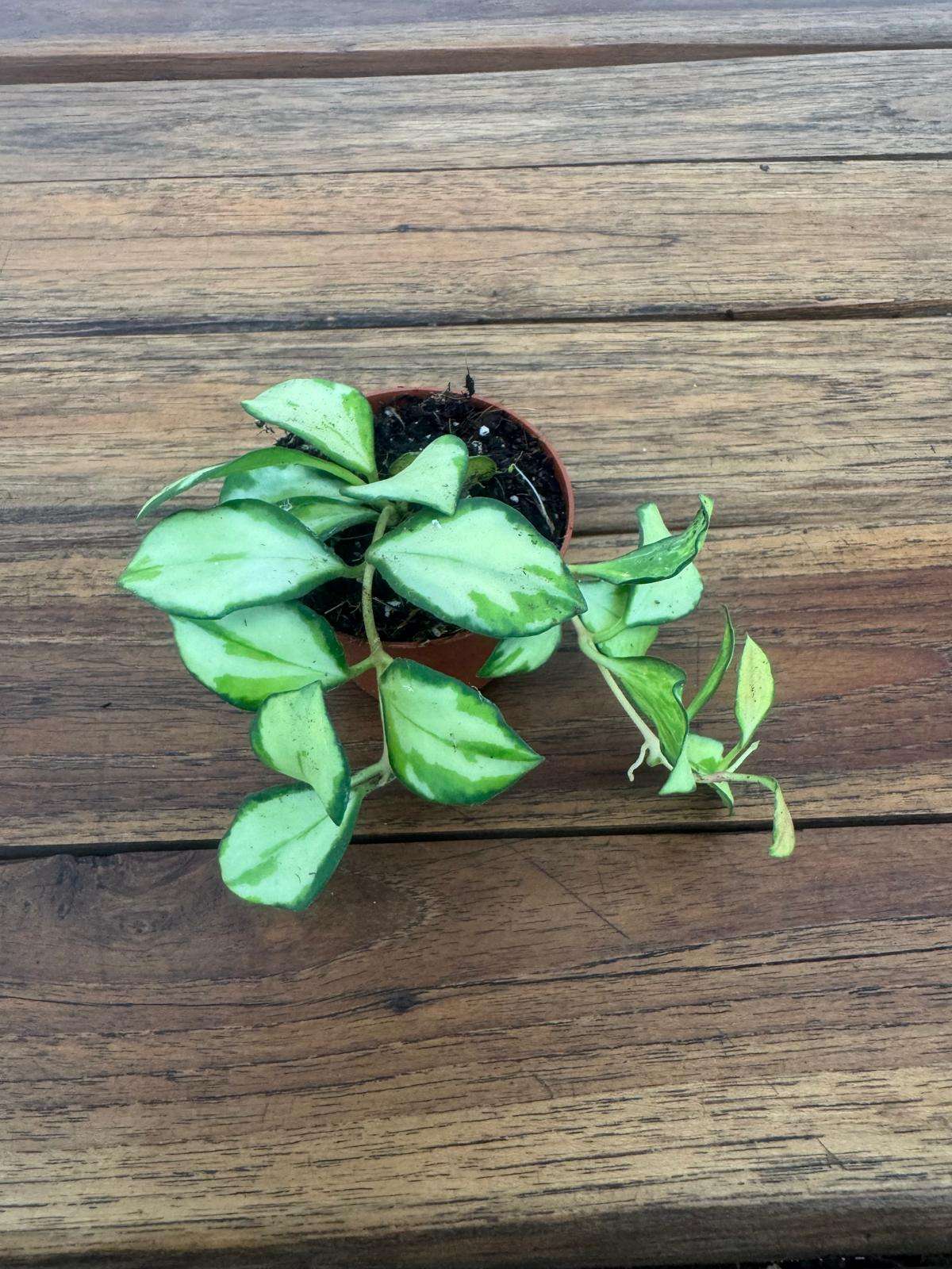 Hoya Keusckeliana Variegata - V.6