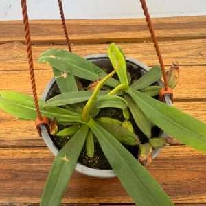 Nepenthes 'Albomarginata' V.14 - Suspensão
