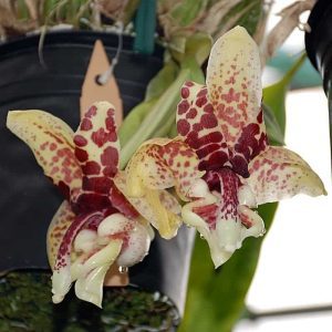Stanhopea Herndandezii - Sem Flor