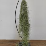 Tillandsia Usneoides
