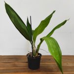 Stanhopea Nigroviolacea - Sem flor