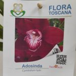 Cymbidium Flor Grande Toscana Sem Flor - Adosinda