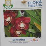 Cymbidium Flor Grande Toscana Sem Flor - Ernestina