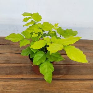 Radermachera Sinica "Golden Vein"