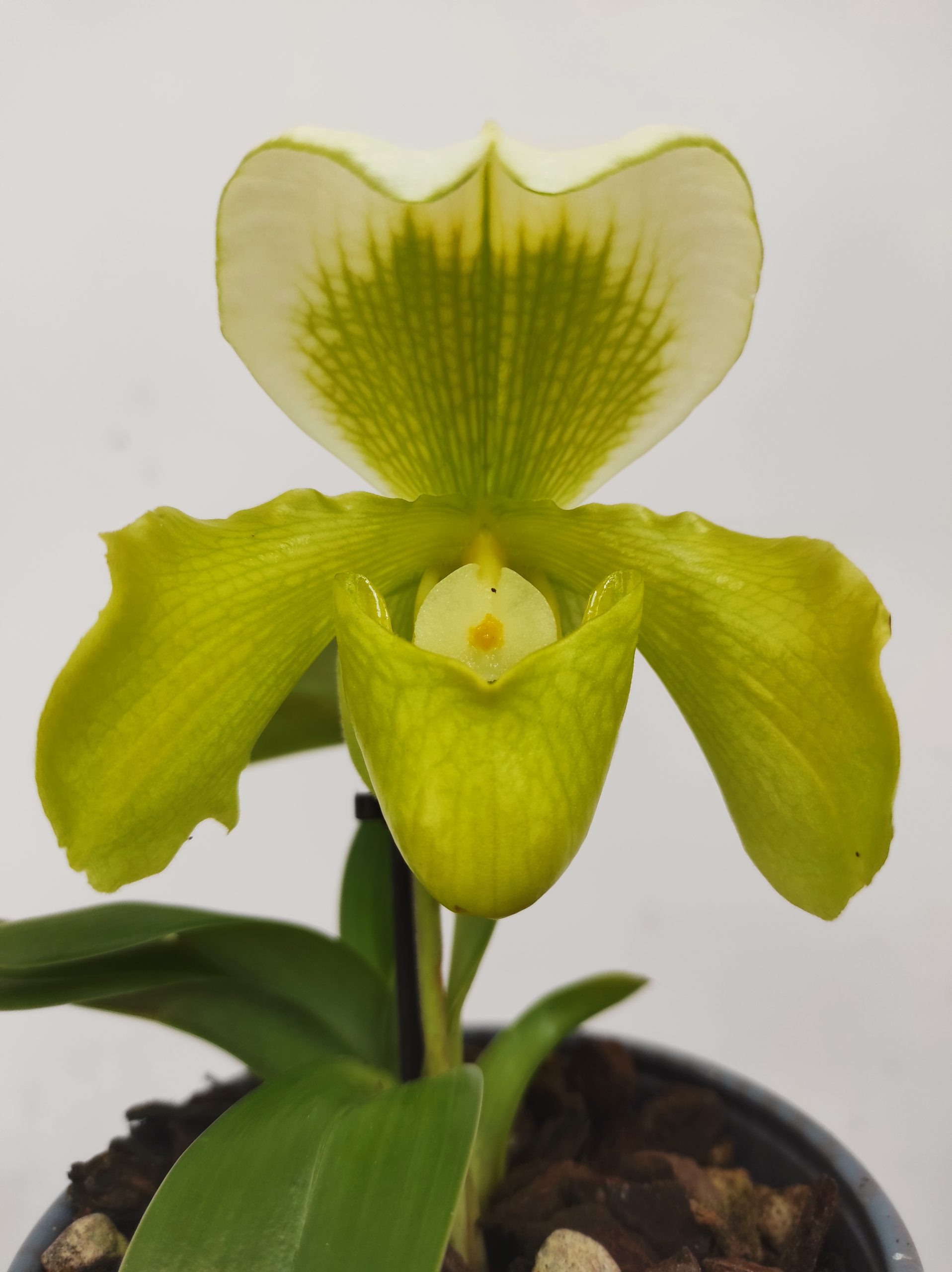 Paphiopedilum 'Yellow Master'
