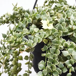 Dischidia Ruscifolia Variegata