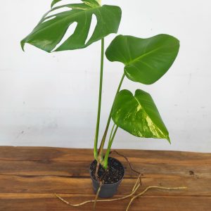 Monstera Aurea