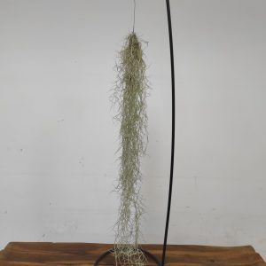 Tillandsia Usneoides 120 CM