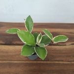 Hoya Carnosa Krimson Queen V.6