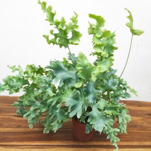 Phlebodium Aureum Davana