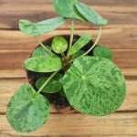 Pilea Peperomioides 'Mojito'