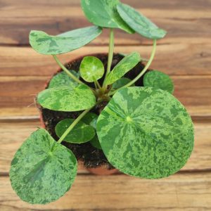 Pilea Peperomioides 'Mojito'