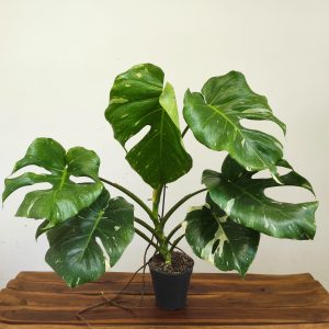 Monstera Deliciosa 'Thai Constellation'