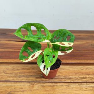 Monstera Adansonii Variegata