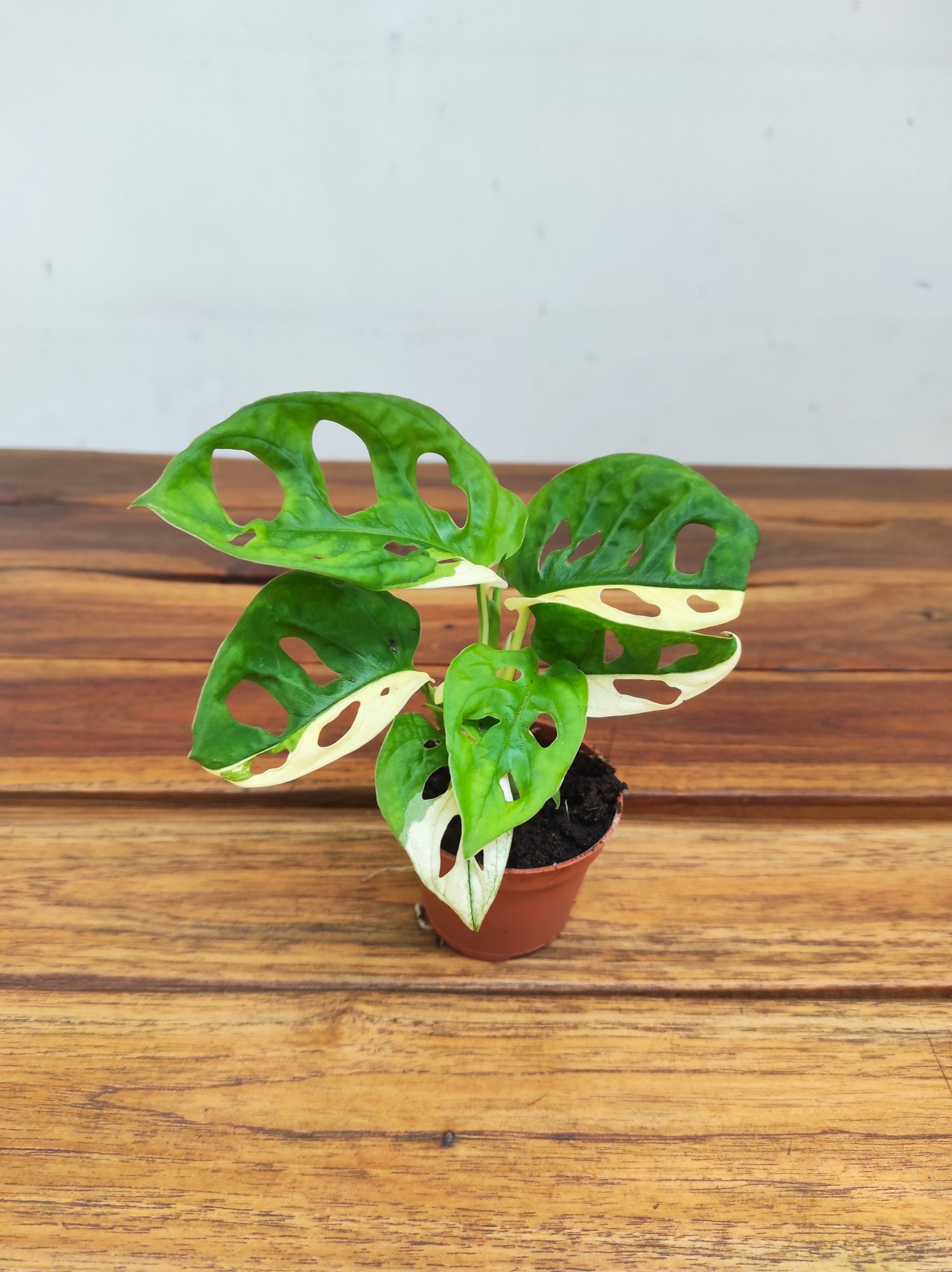 Monstera Adansonii Variegata