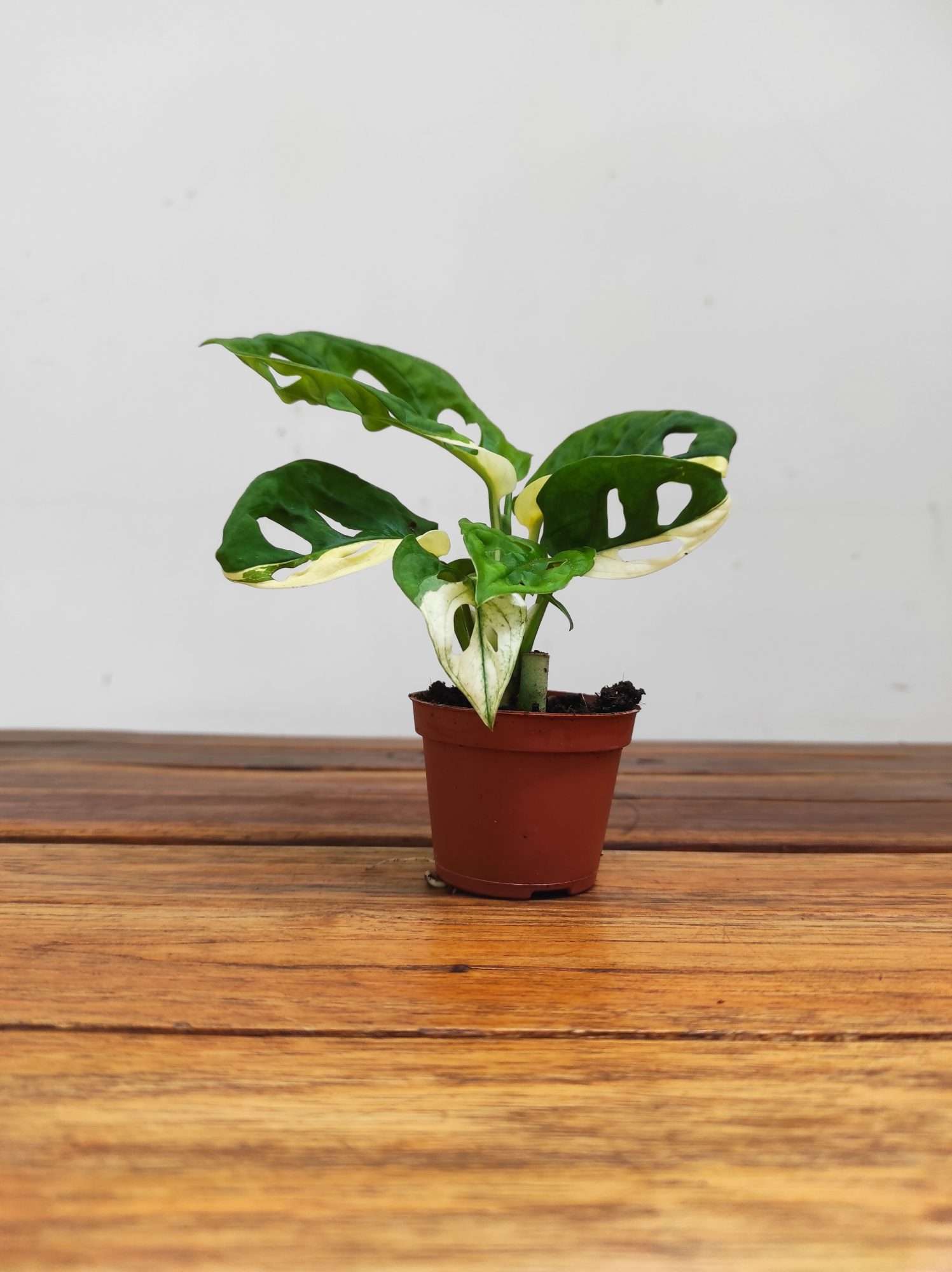 Monstera Adansonii Variegata - Image 2