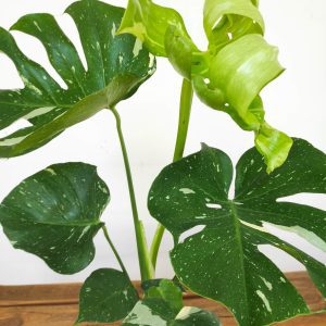 Monstera Deliciosa 'Thai Constellation'