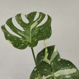Monstera Deliciosa 'Thai Constellation'