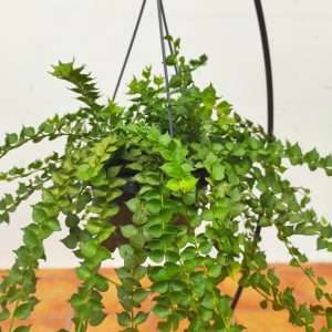 Dischidia Ruscifolia - Suspensão