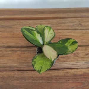 Hoya Australis Tricolor