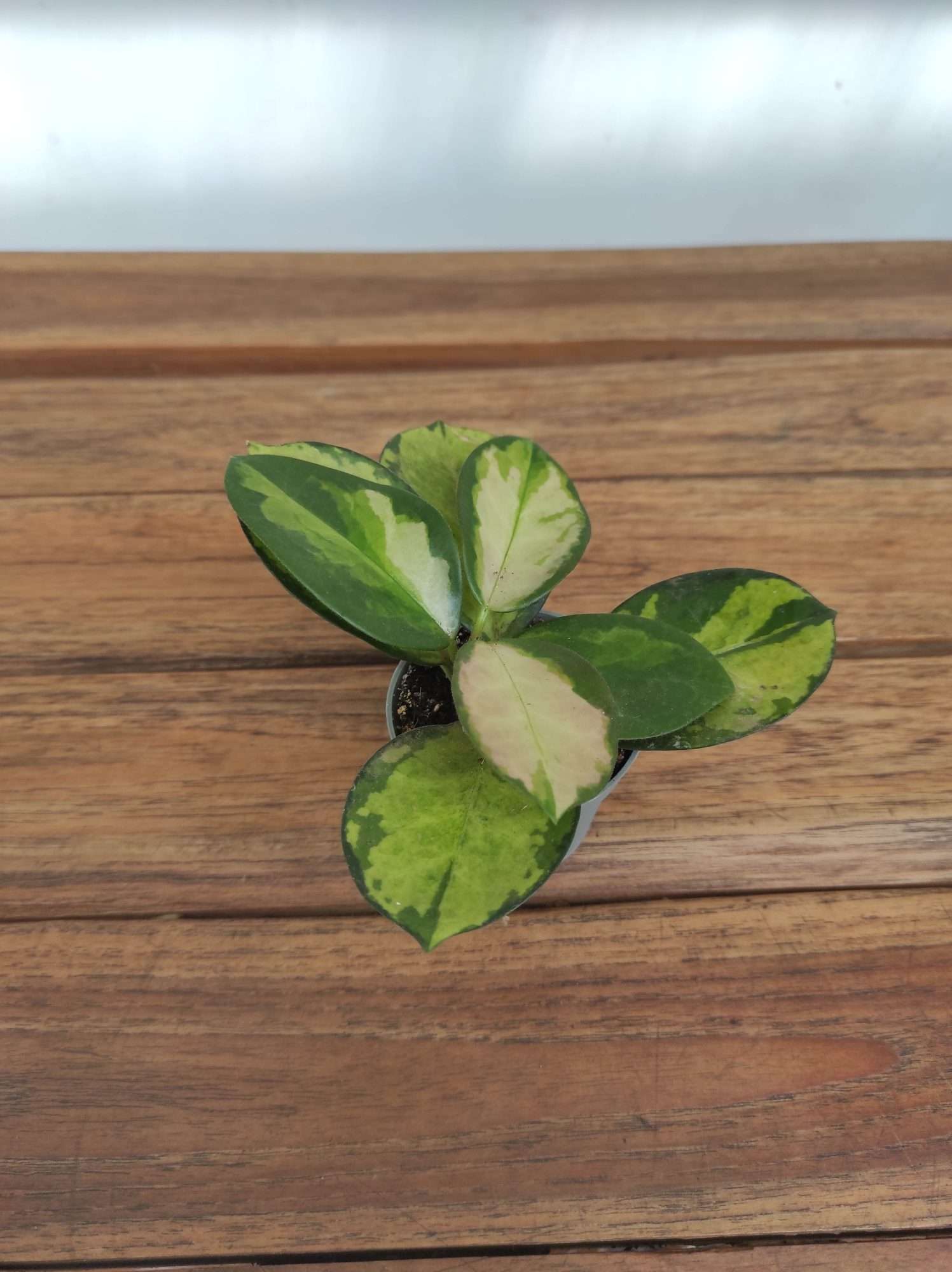 Hoya Australis Tricolor