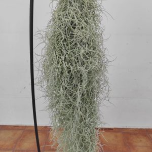 Tillandsia Usneoides
