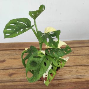 Monstera Adansonii Variegata -V.12