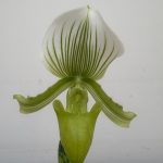 Paphiopedilum Maudiae Femma - Sem Flor