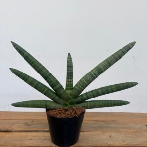 Sansevieria Cylindrica 'Skyline'