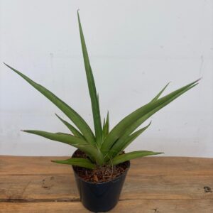 Sansevieria 'Silver Syreni'