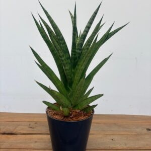 Sansevieria Cylindrica 'Starshooter'
