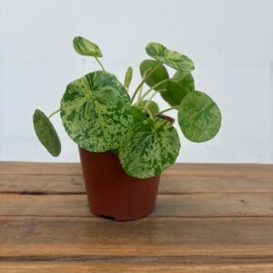 Pilea Peperomioides 'Mojito'